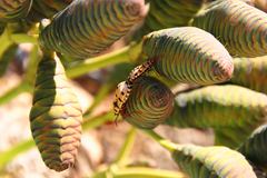 Probergrothius angolensis