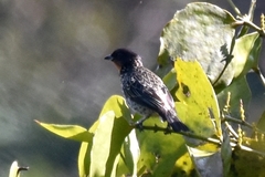 Ixothraupis rufigula