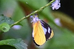 Leptophobia caesia
