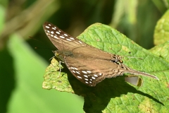 Marpesia merops
