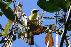 Conopias cinchoneti