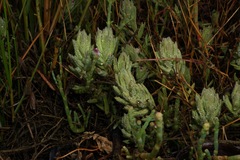 Chloropyron maritimum palustre