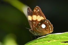 Adelpha leucophthalma