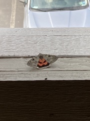 Catocala semirelicta