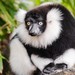 Southern Black-and-white Ruffed Lemur - Photo 
Mathias Appel. Public domain., no known copyright restrictions (public domain)