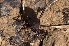 Leptoscelis quadrisignatus