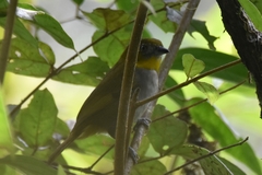 Chlorospingus flavigularis