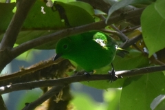 Chlorochrysa phoenicotis