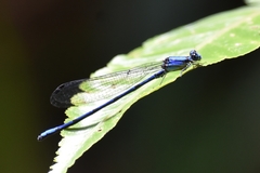 Argia medullaris