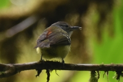 Euchrepomis callinota