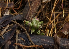 Chloropyron maritimum palustre