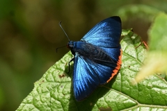 Chalypyge zereda