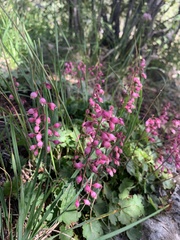 Heuchera pulchella