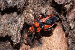 Tegea atropicta