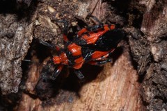 Tegea atropicta