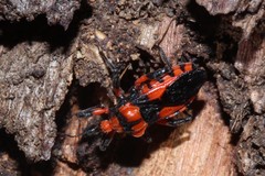 Tegea atropicta
