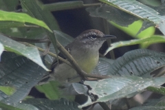 Herpsilochmus axillaris