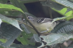 Herpsilochmus axillaris