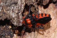 Tegea atropicta