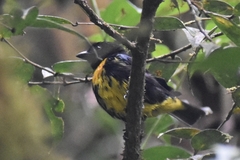 Bangsia melanochlamys