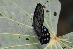 Pseudohaetera mimica