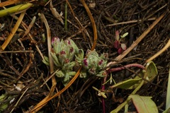 Chloropyron maritimum palustre