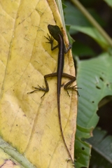 Anolis ventrimaculatus