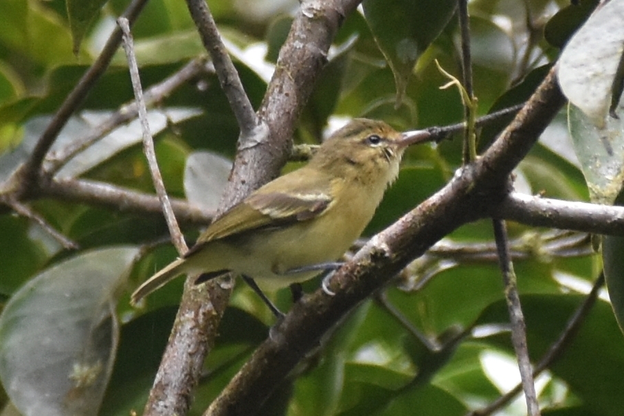 Choco Vireo