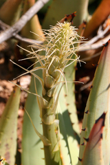 Aloe asperifolia