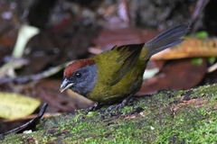 Arremon castaneiceps