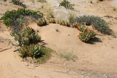 Aloe asperifolia