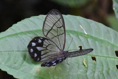 Pseudohaetera mimica