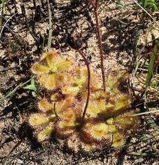 Drosera pauciflora