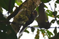 Microsciurus