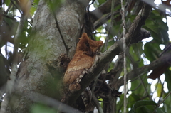 Otus ireneae