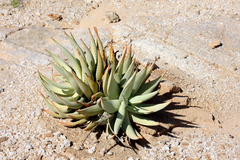 Aloe asperifolia