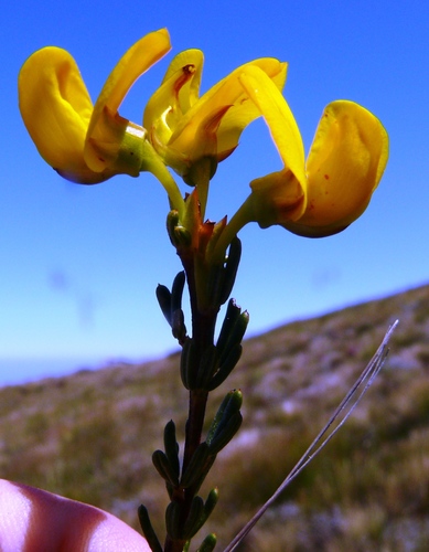Alpine Honeybush (Cyclopia alpina)