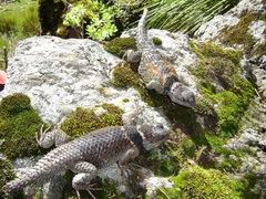 Sceloporus mucronatus