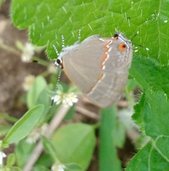 Electrostrymon endymion