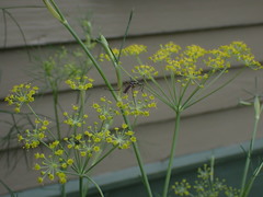 Toxorhynchites rutilus septentrionalis