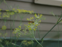 Allograpta obliqua