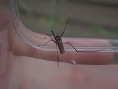 Toxorhynchites rutilus septentrionalis