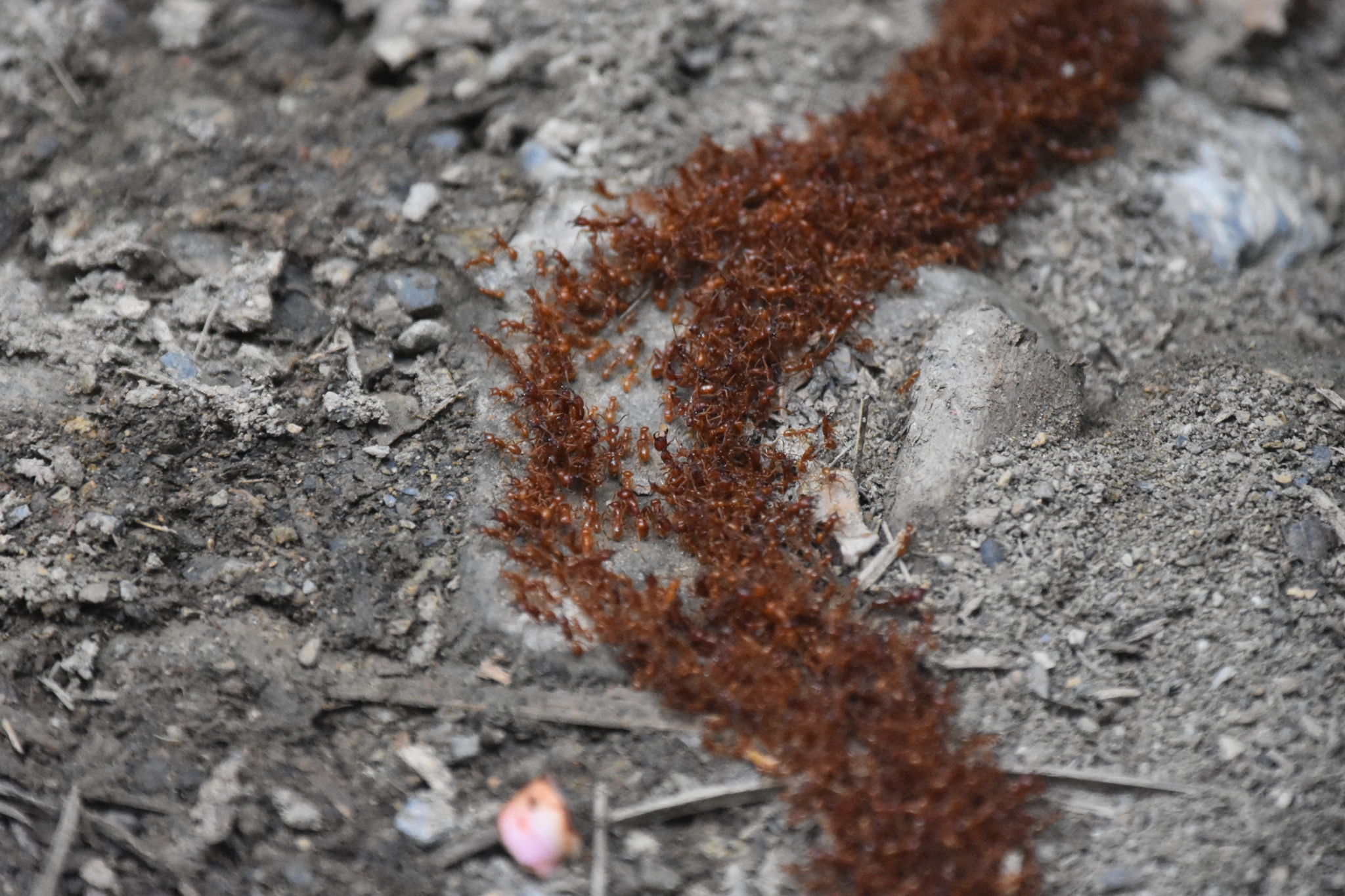 Cheliomyrmex