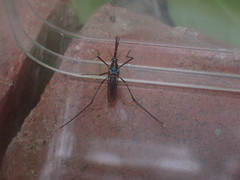 Toxorhynchites rutilus septentrionalis