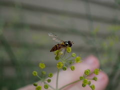 Allograpta obliqua