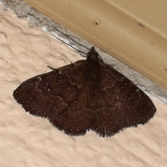 Eulepidotinae