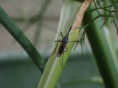 Toxorhynchites rutilus septentrionalis