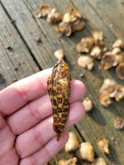 Chasmodes bosquianus