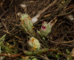 Chloropyron maritimum palustre