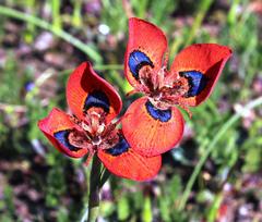 Moraea tulbaghensis